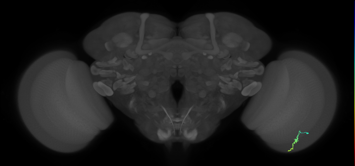 Dm3a_R (JRC_OpticLobe:172863)