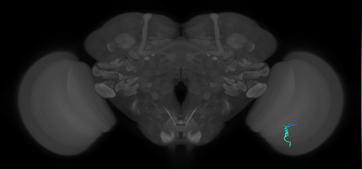 Dm3a_R (JRC_OpticLobe:192781)