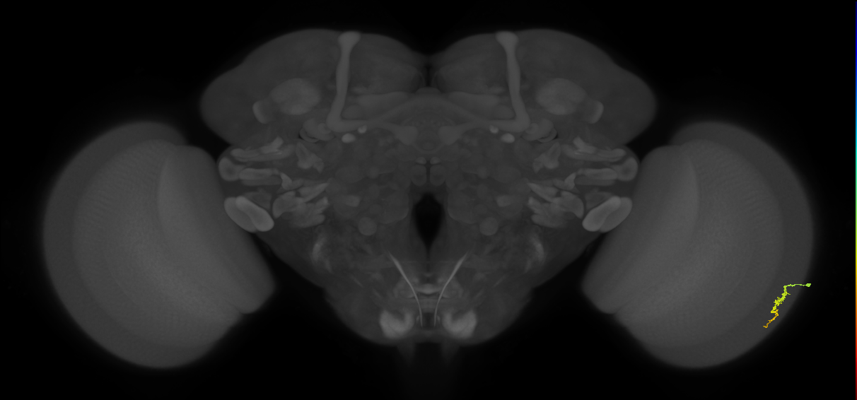 Dm3a_R (JRC_OpticLobe:124012)