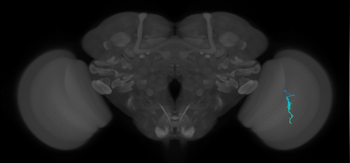 Dm3a_R (JRC_OpticLobe:143113)