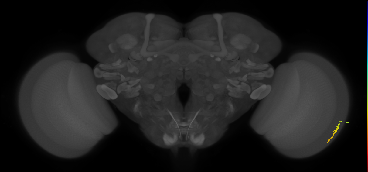 Dm3a_R (JRC_OpticLobe:165102)