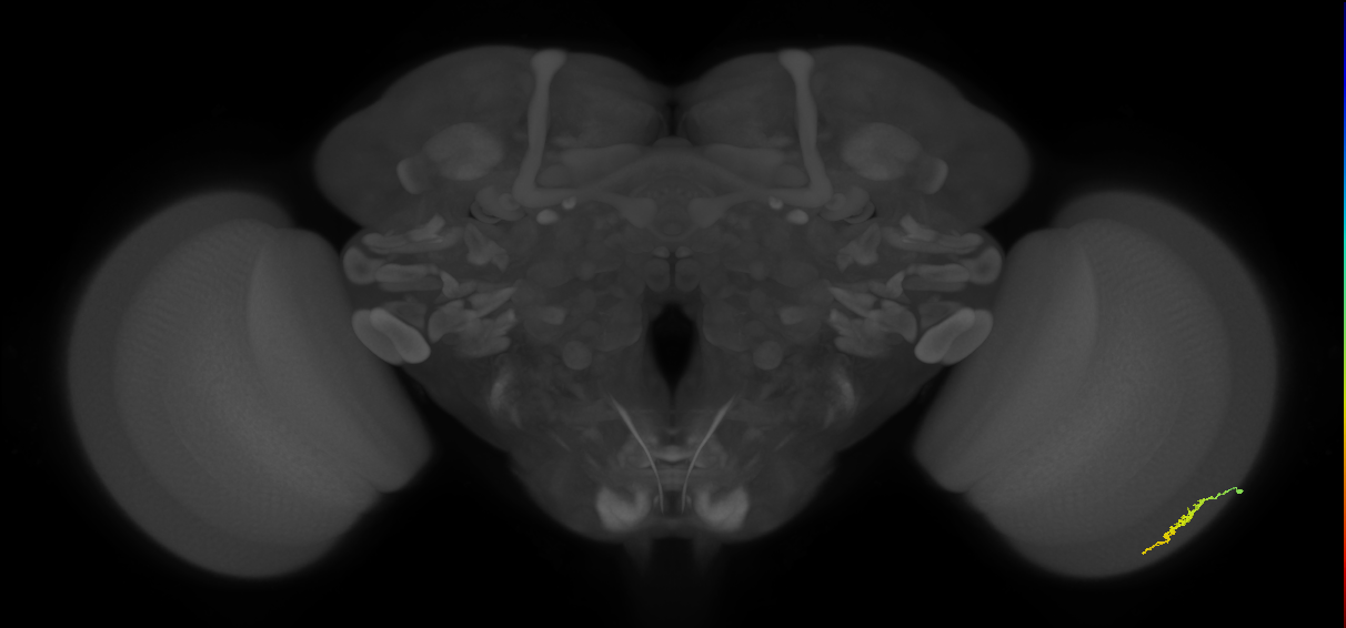Dm3a_R (JRC_OpticLobe:121877)