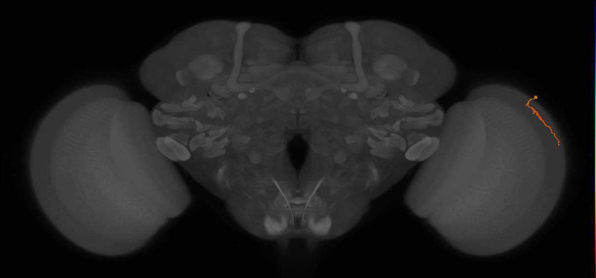 Dm3a_R (JRC_OpticLobe:128893)