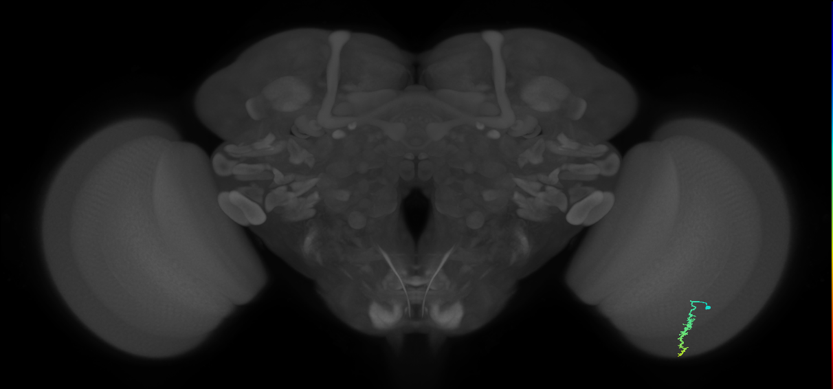 Dm3a_R (JRC_OpticLobe:118574)