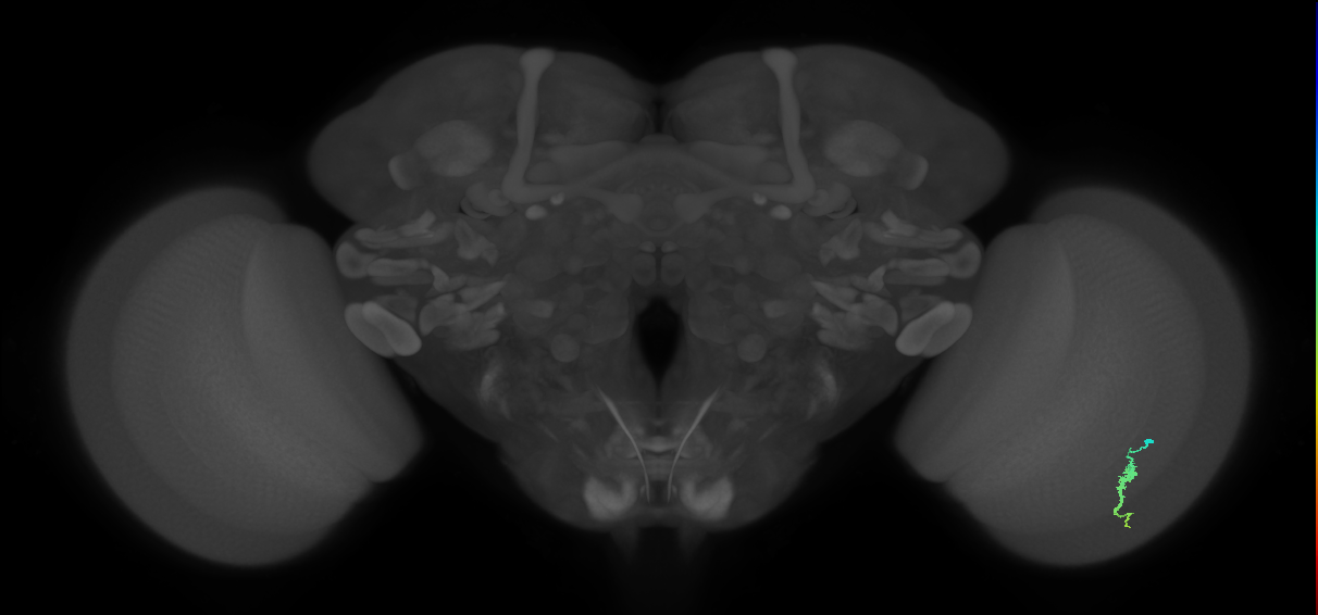 Dm3a_R (JRC_OpticLobe:120776)