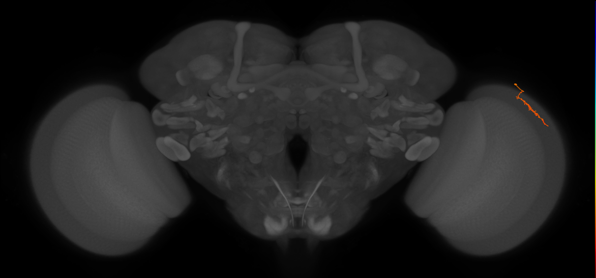 Dm3a_R (JRC_OpticLobe:144551)