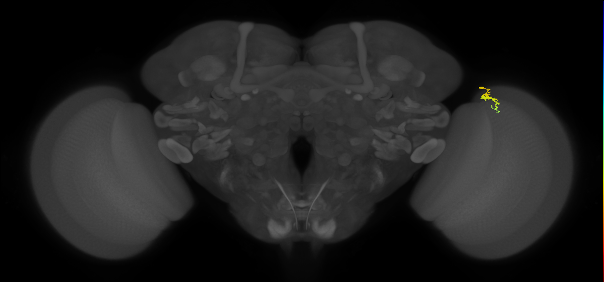 Dm3a_R (JRC_OpticLobe:154460)