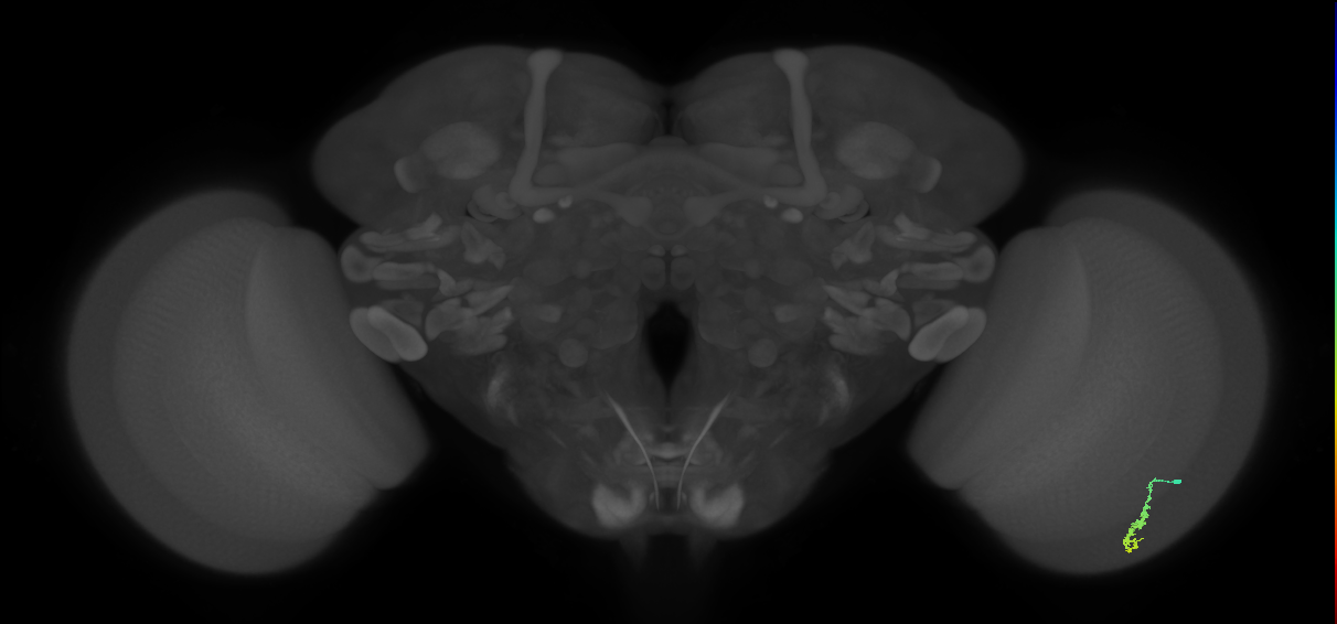 Dm3a_R (JRC_OpticLobe:165453)