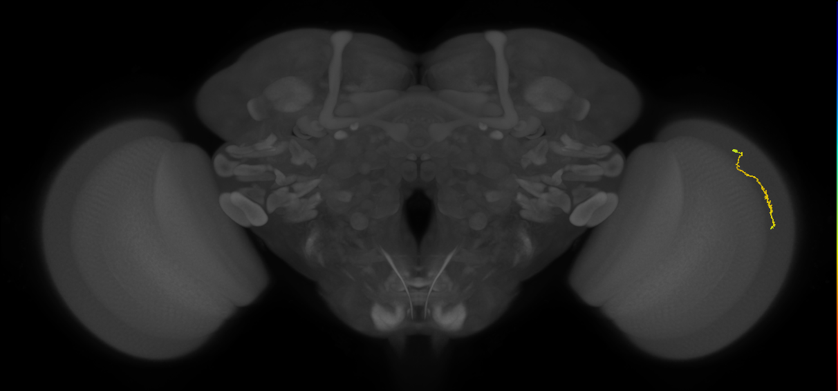 Dm3a_R (JRC_OpticLobe:139172)