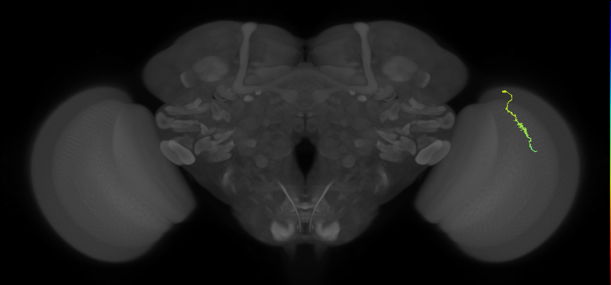 Dm3a_R (JRC_OpticLobe:154635)