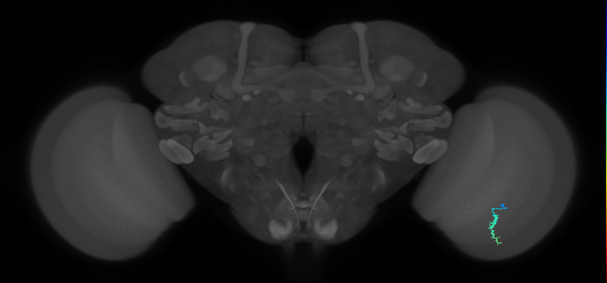 Dm3a_R (JRC_OpticLobe:133858)