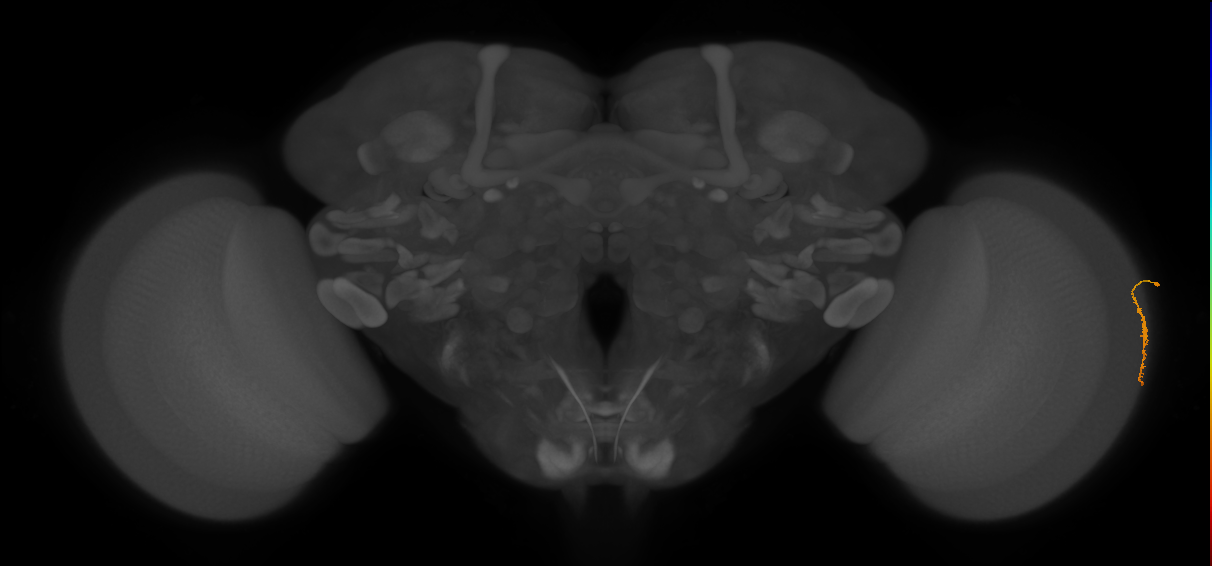 Dm3a_R (JRC_OpticLobe:135700)