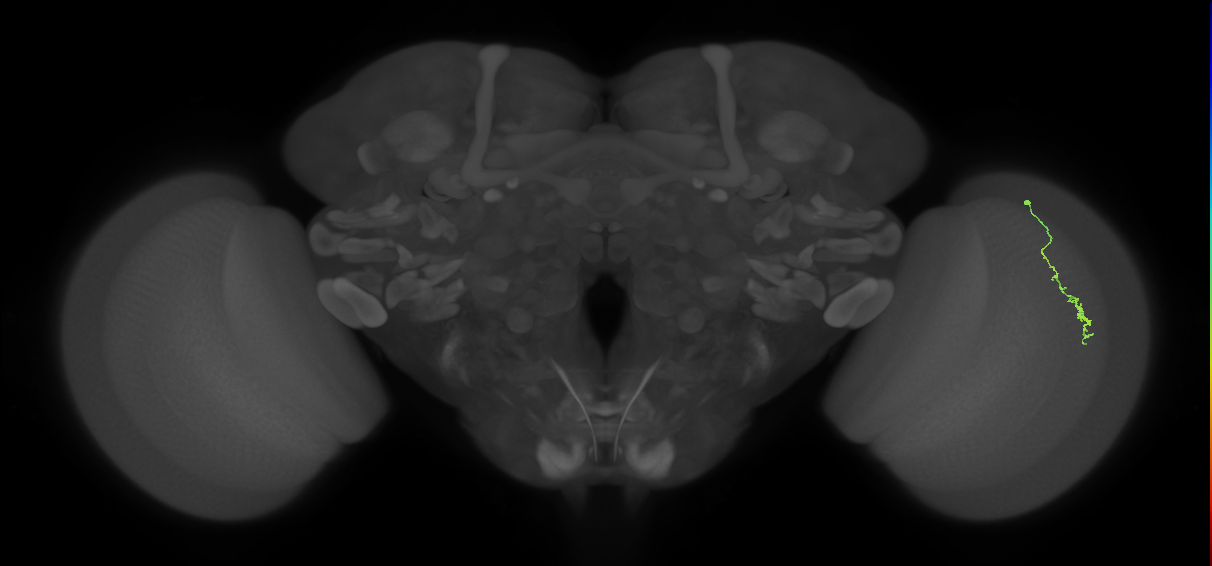 Dm3a_R (JRC_OpticLobe:149938)