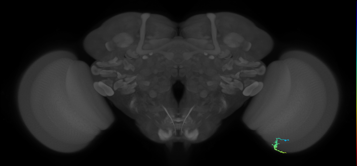 Dm3a_R (JRC_OpticLobe:143110)