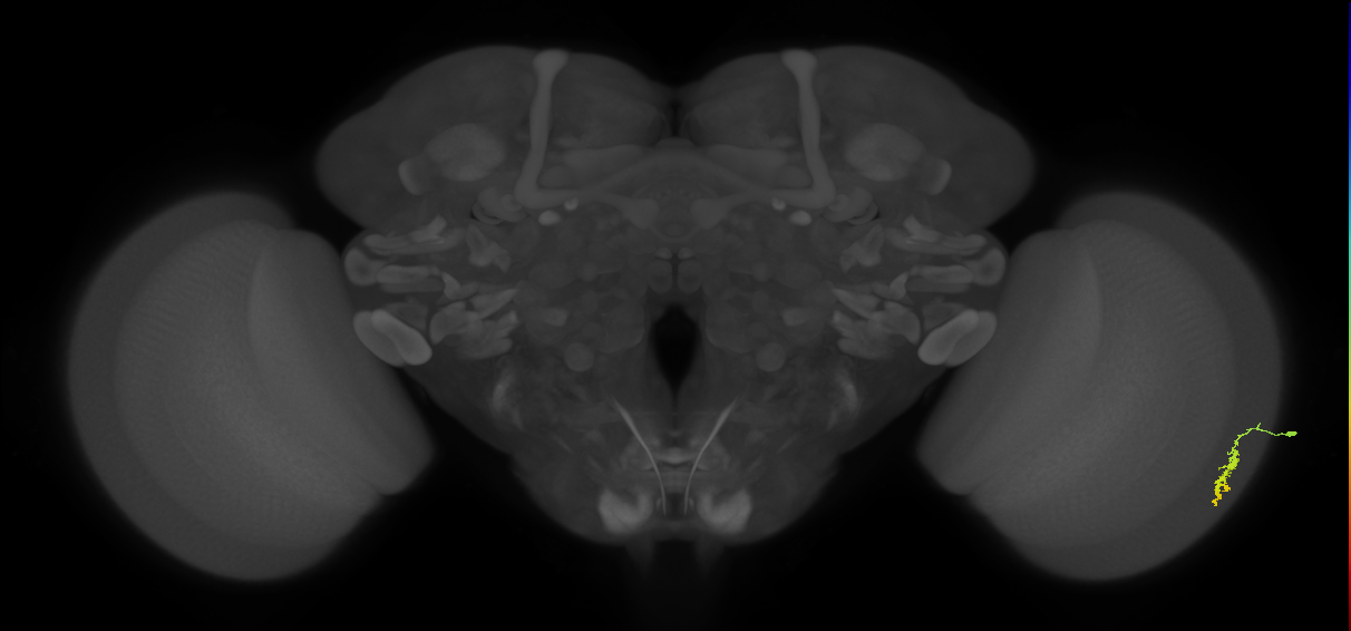 Dm3a_R (JRC_OpticLobe:110224)