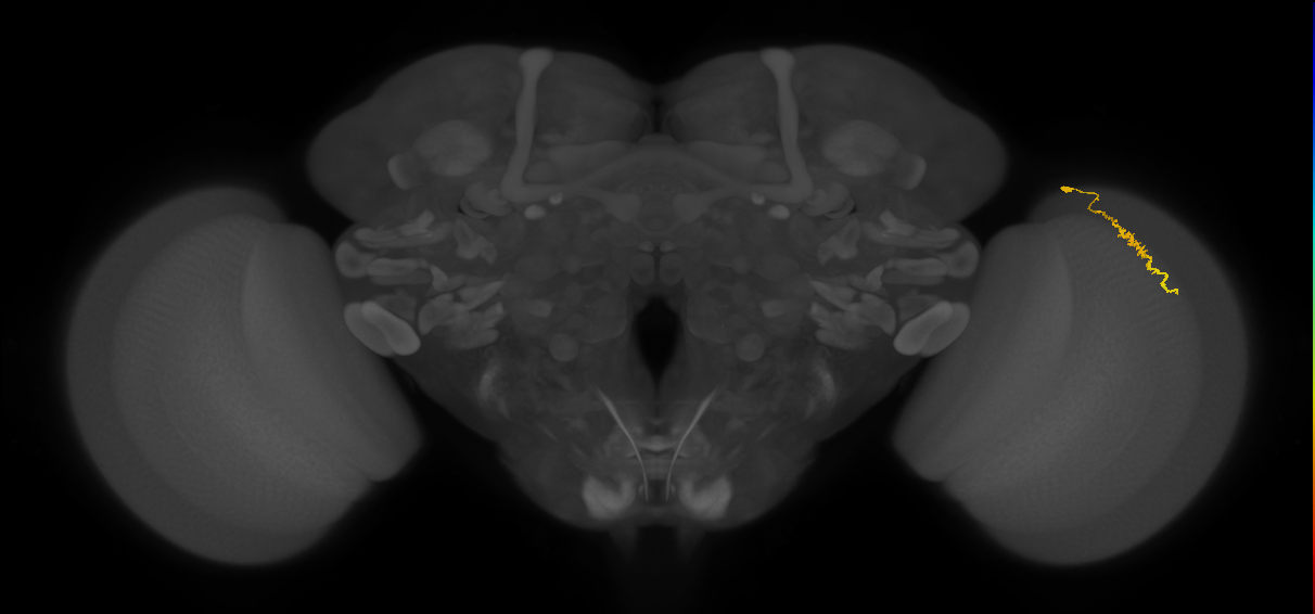 Dm3a_R (JRC_OpticLobe:130105)