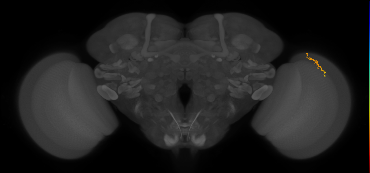Dm3a_R (JRC_OpticLobe:150556)