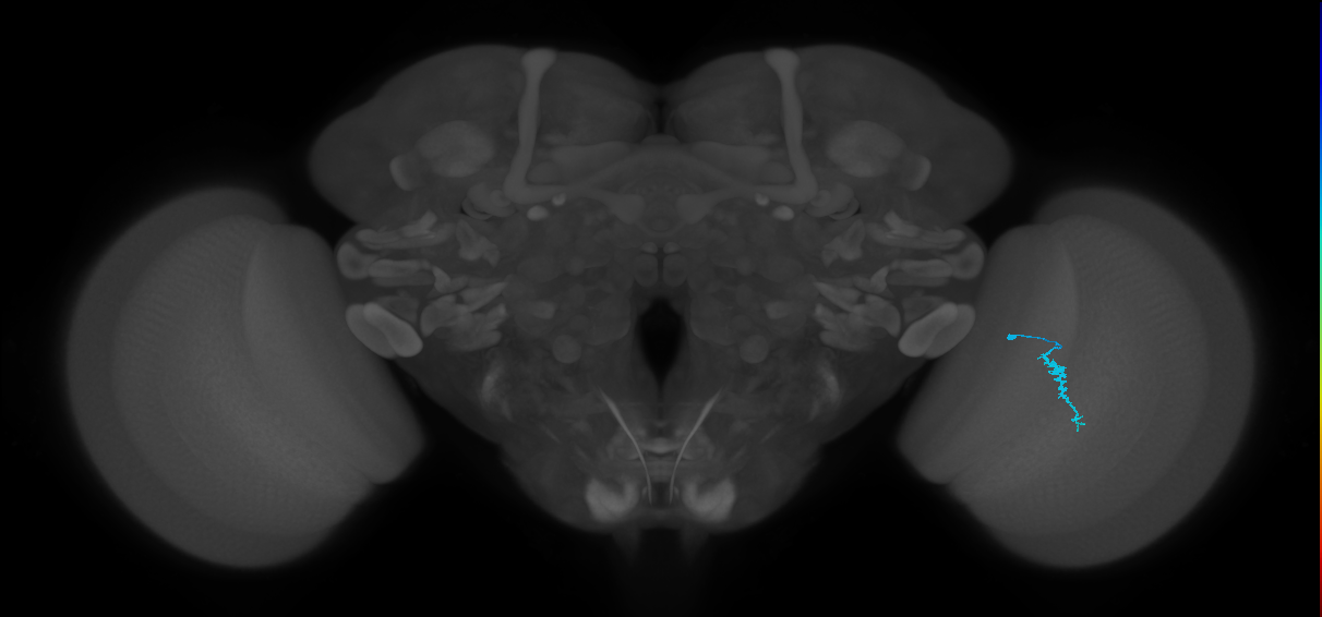 Dm3a_R (JRC_OpticLobe:146798)