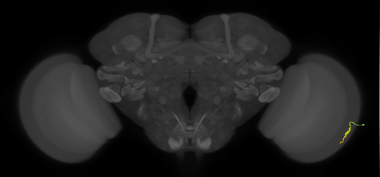 Dm3a_R (JRC_OpticLobe:116822)