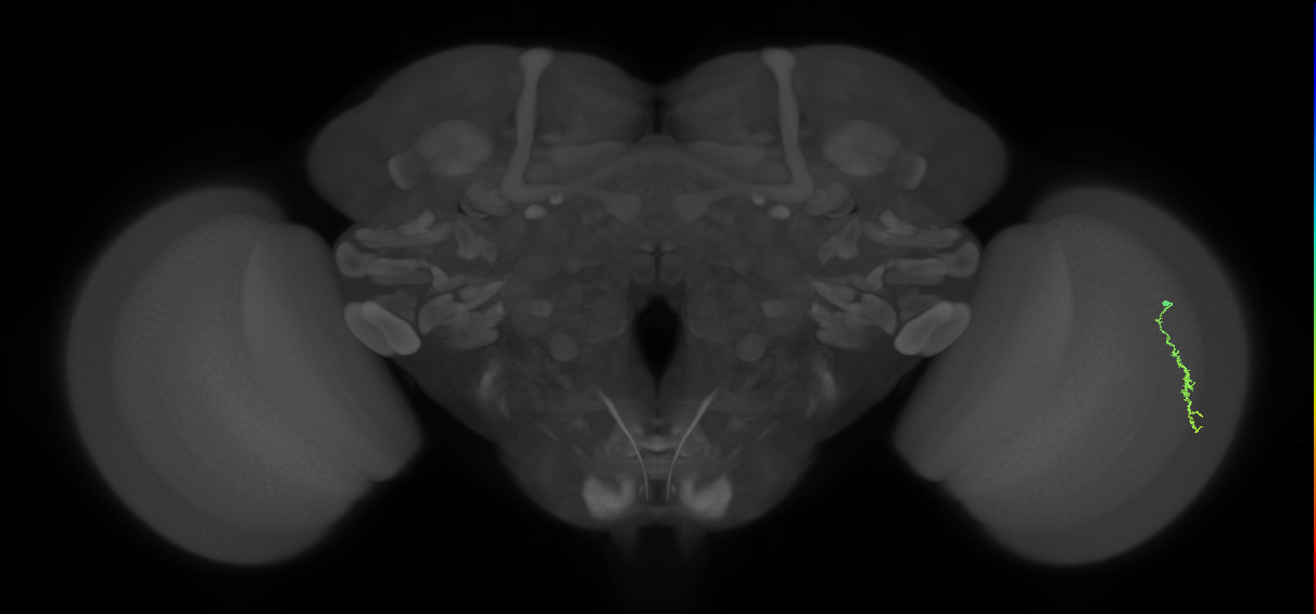 Dm3a_R (JRC_OpticLobe:131085)