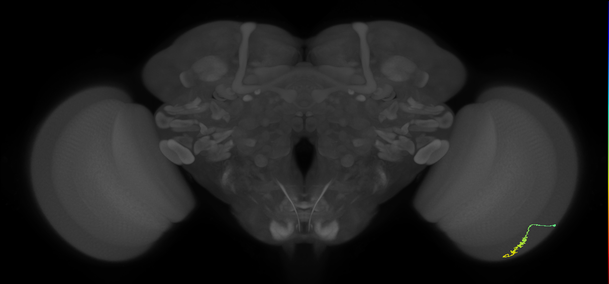 Dm3a_R (JRC_OpticLobe:134508)