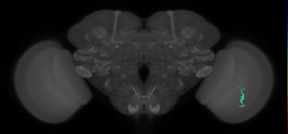 Dm3a_R (JRC_OpticLobe:121783)