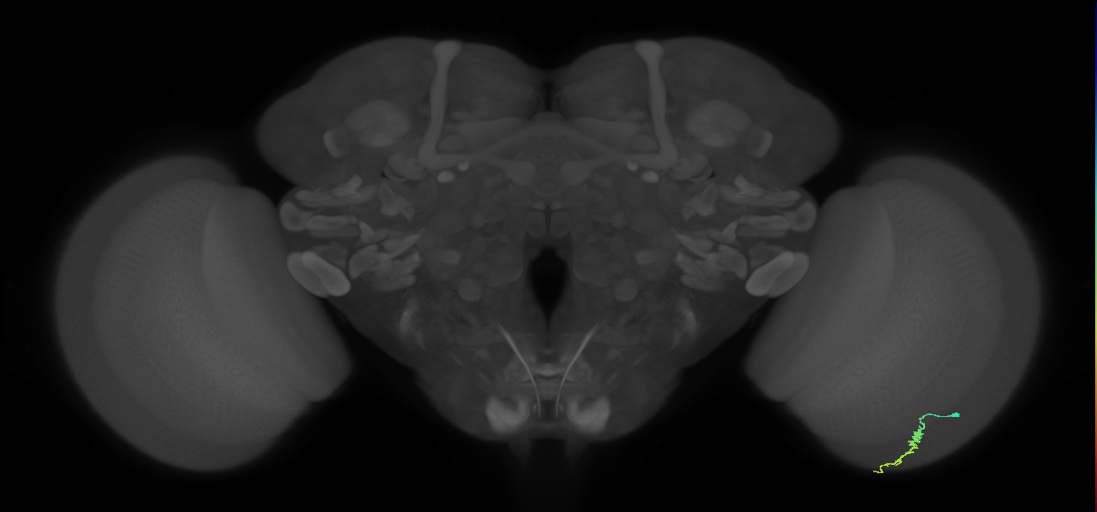 Dm3a_R (JRC_OpticLobe:119045)