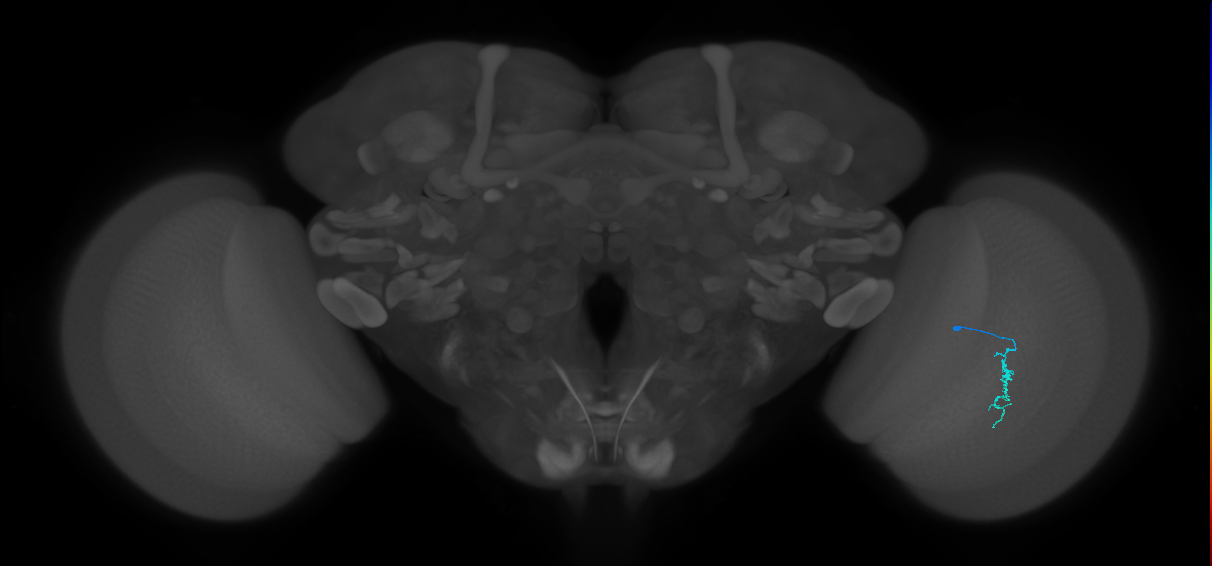 Dm3a_R (JRC_OpticLobe:147828)