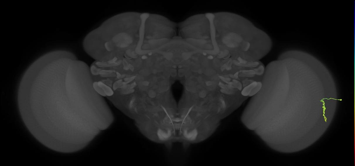 Dm3a_R (JRC_OpticLobe:154361)