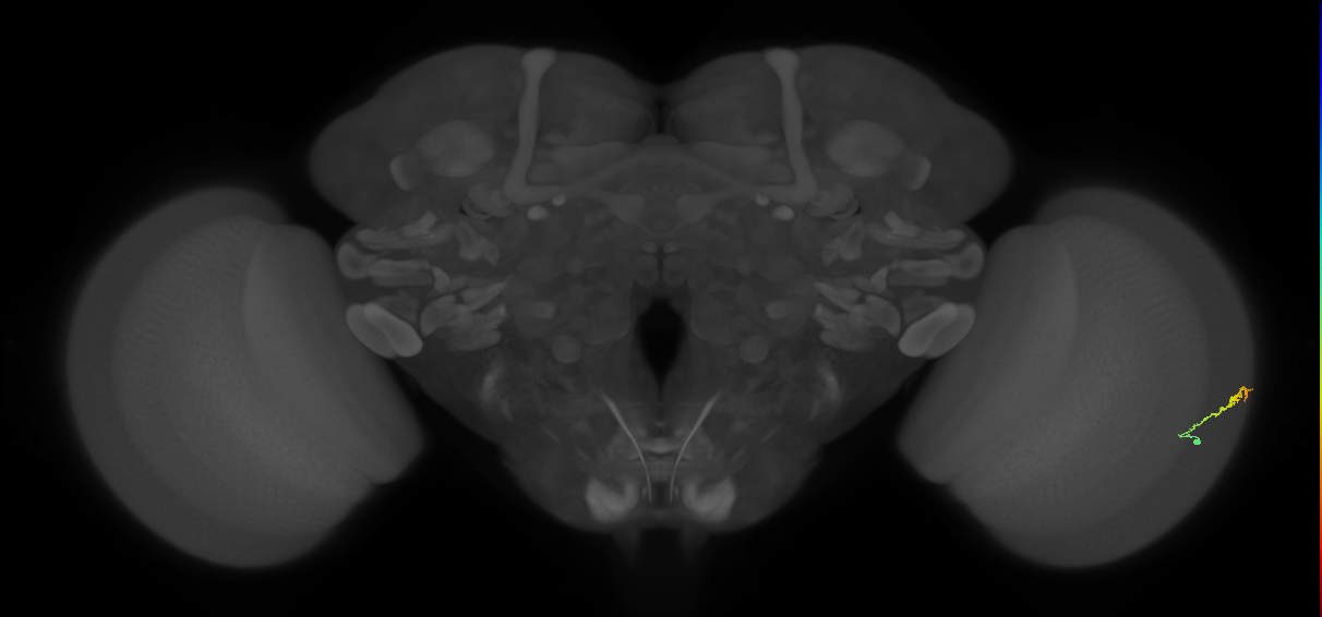 Dm3b_R (JRC_OpticLobe:143254)