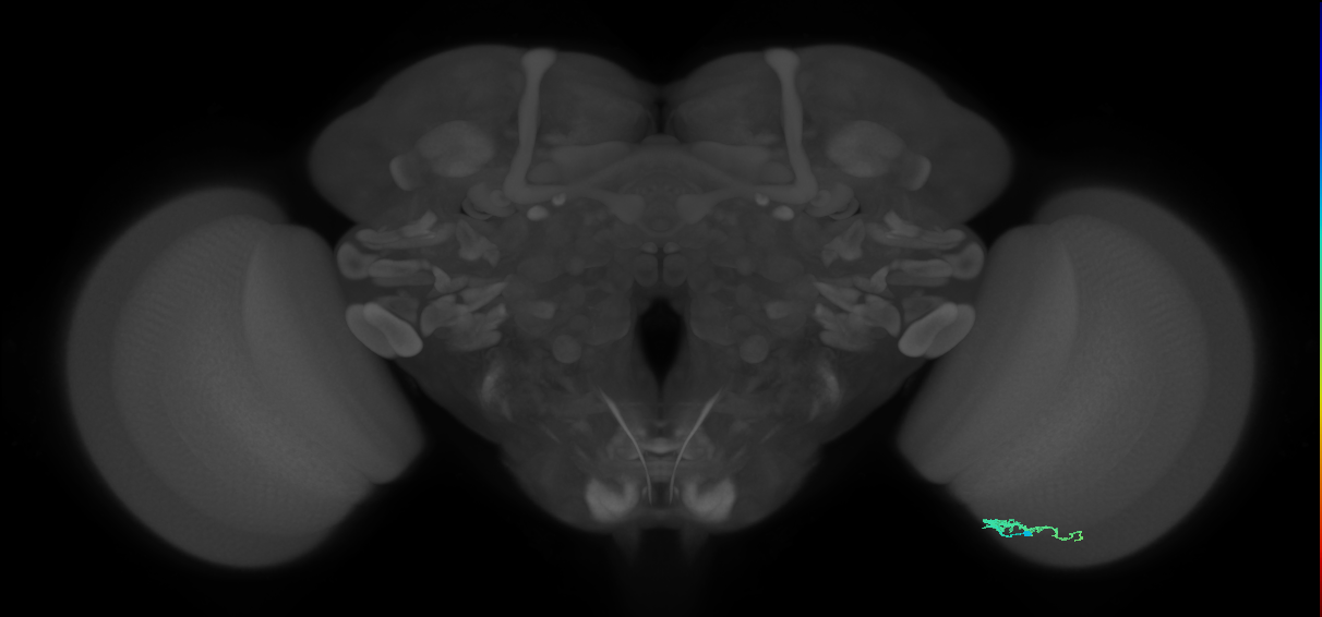 Dm3b_R (JRC_OpticLobe:137145)