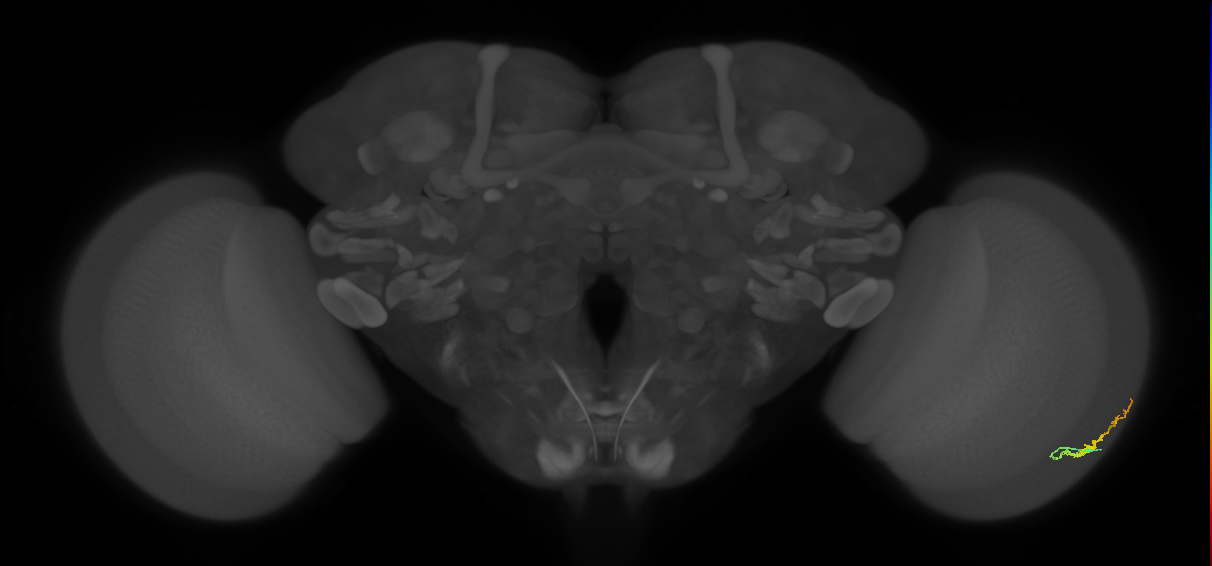 Dm3b_R (JRC_OpticLobe:110285)