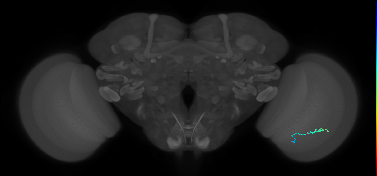 Dm3b_R (JRC_OpticLobe:127386)