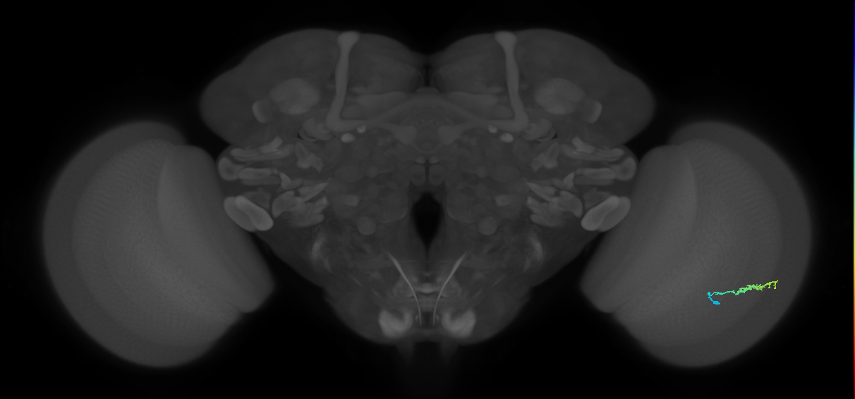 Dm3b_R (JRC_OpticLobe:546454)