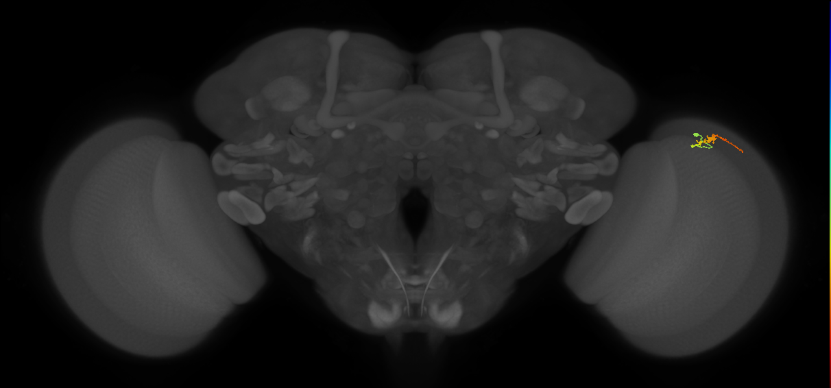 Dm3b_R (JRC_OpticLobe:134450)