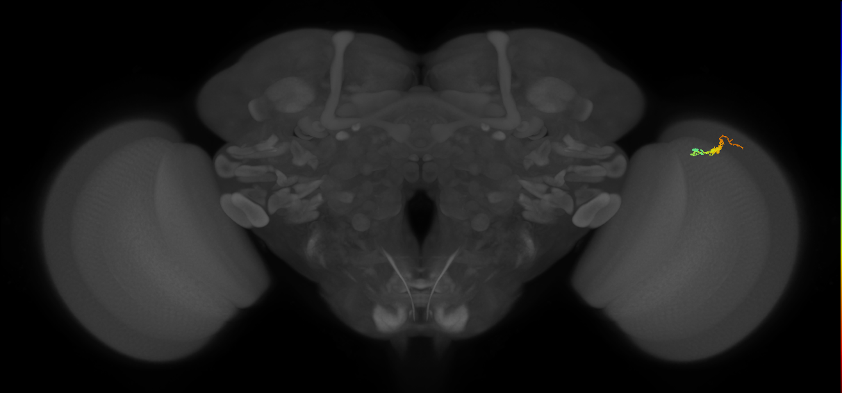 Dm3b_R (JRC_OpticLobe:152402)
