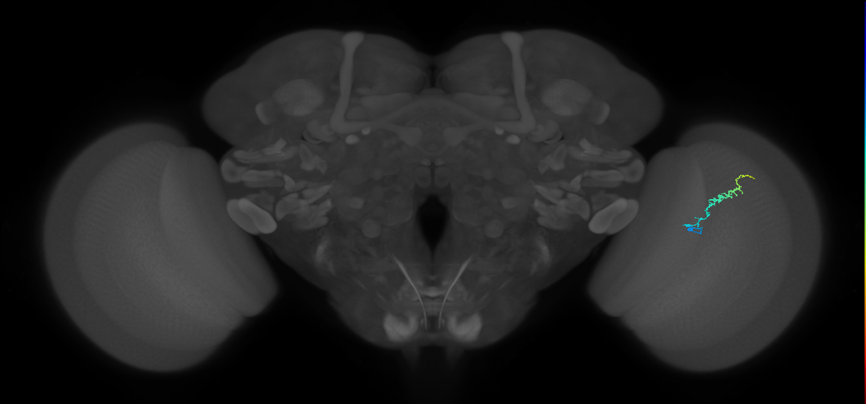 Dm3b_R (JRC_OpticLobe:146163)