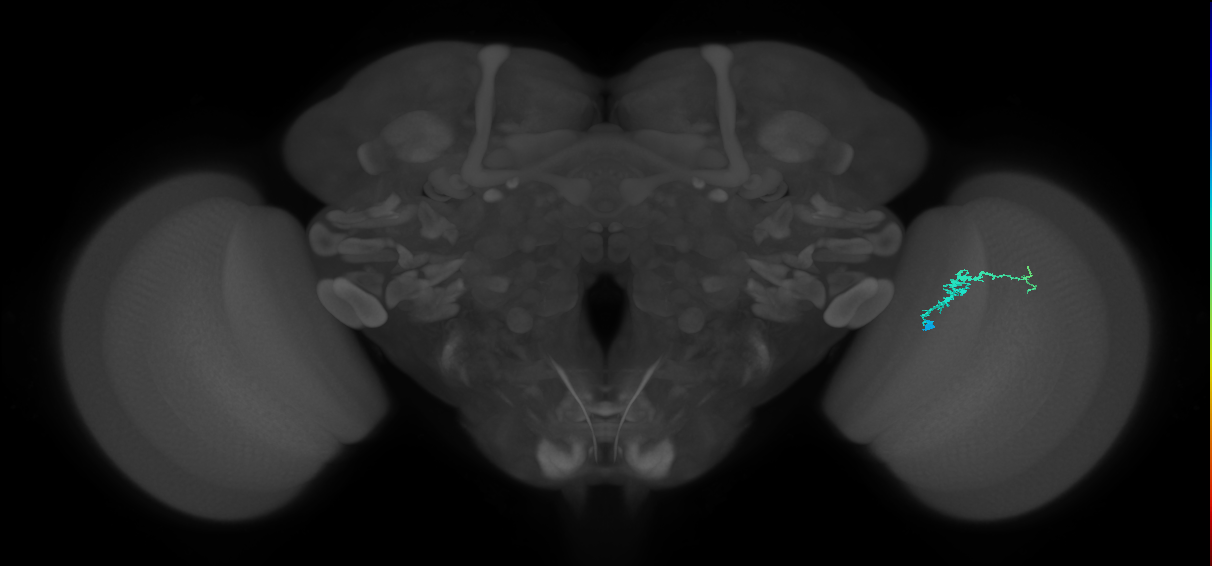 Dm3b_R (JRC_OpticLobe:115979)