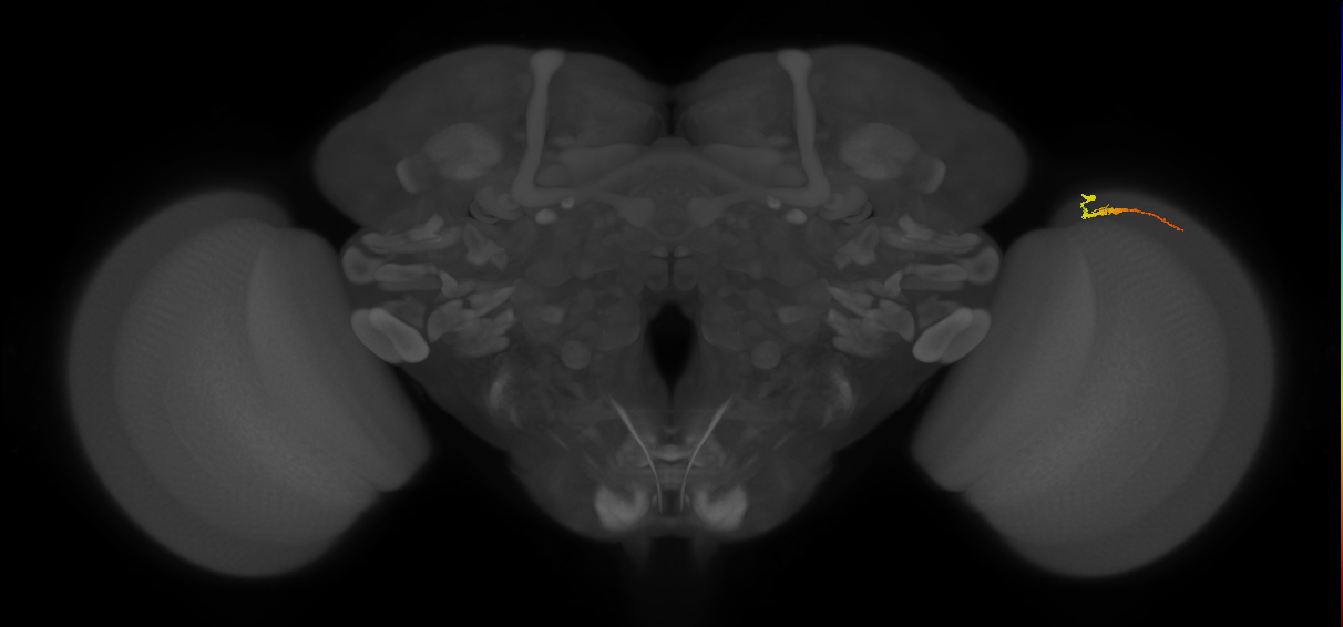 Dm3b_R (JRC_OpticLobe:148335)