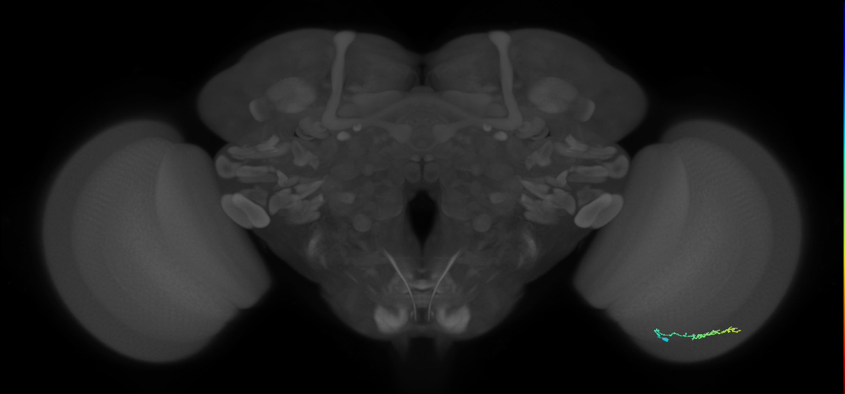 Dm3b_R (JRC_OpticLobe:122462)
