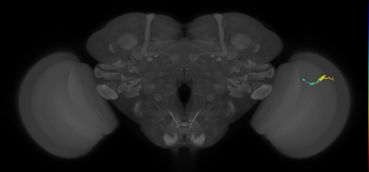 Dm3b_R (JRC_OpticLobe:152938)