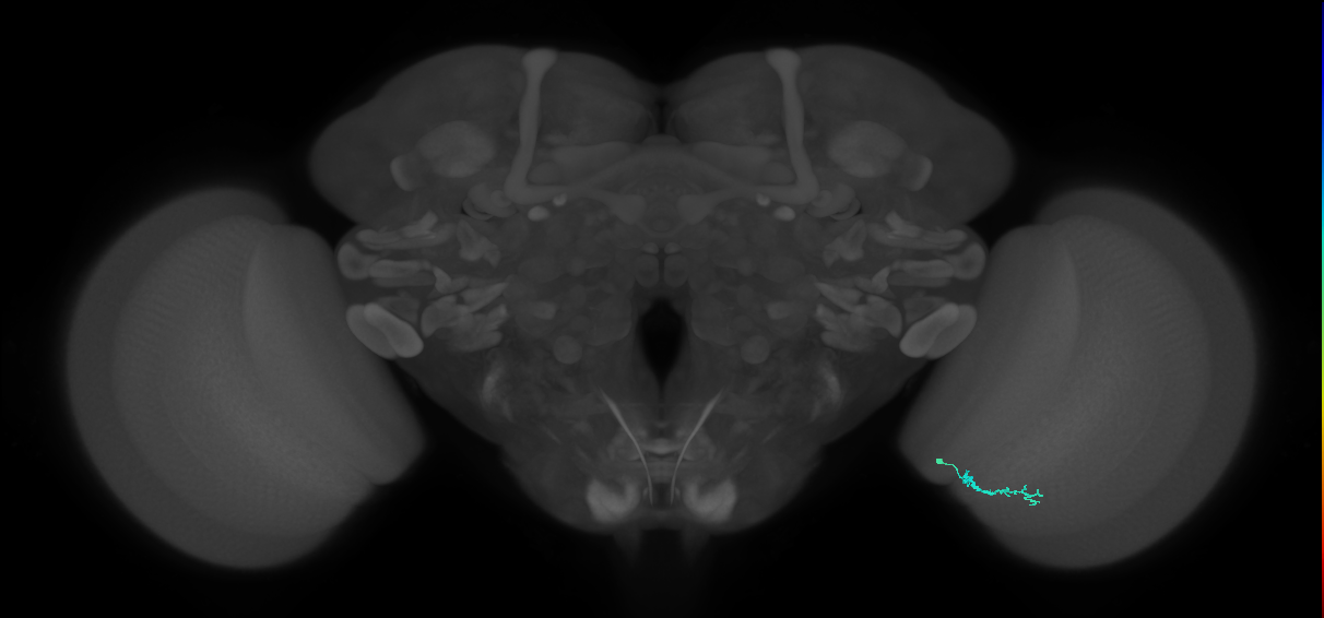 Dm3b_R (JRC_OpticLobe:164017)