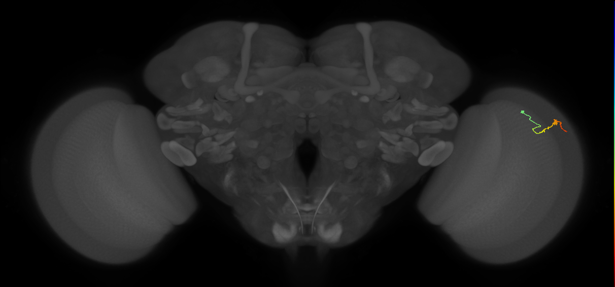 Dm3b_R (JRC_OpticLobe:203668)