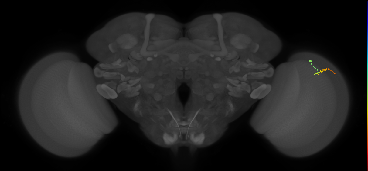 Dm3b_R (JRC_OpticLobe:135340)