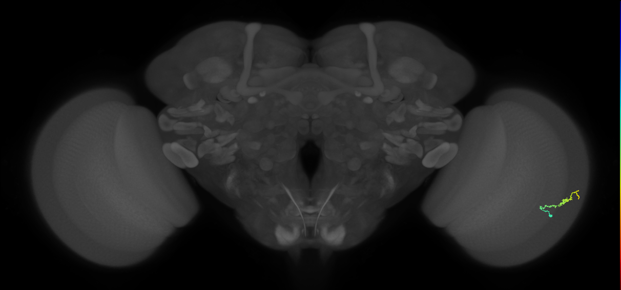Dm3b_R (JRC_OpticLobe:132739)