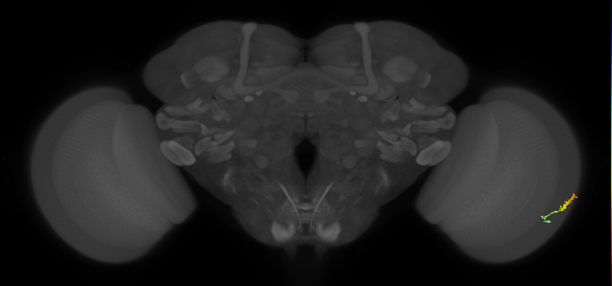 Dm3b_R (JRC_OpticLobe:109591)