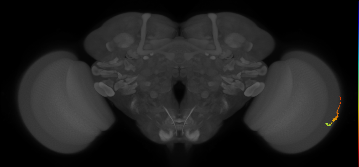 Dm3b_R (JRC_OpticLobe:117790)