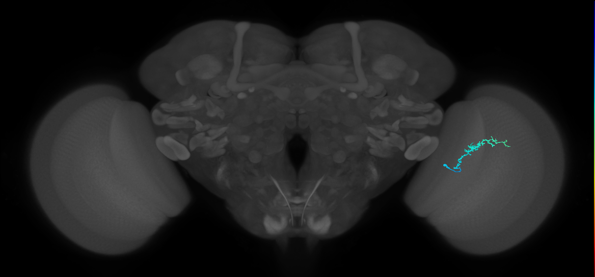 Dm3b_R (JRC_OpticLobe:127419)