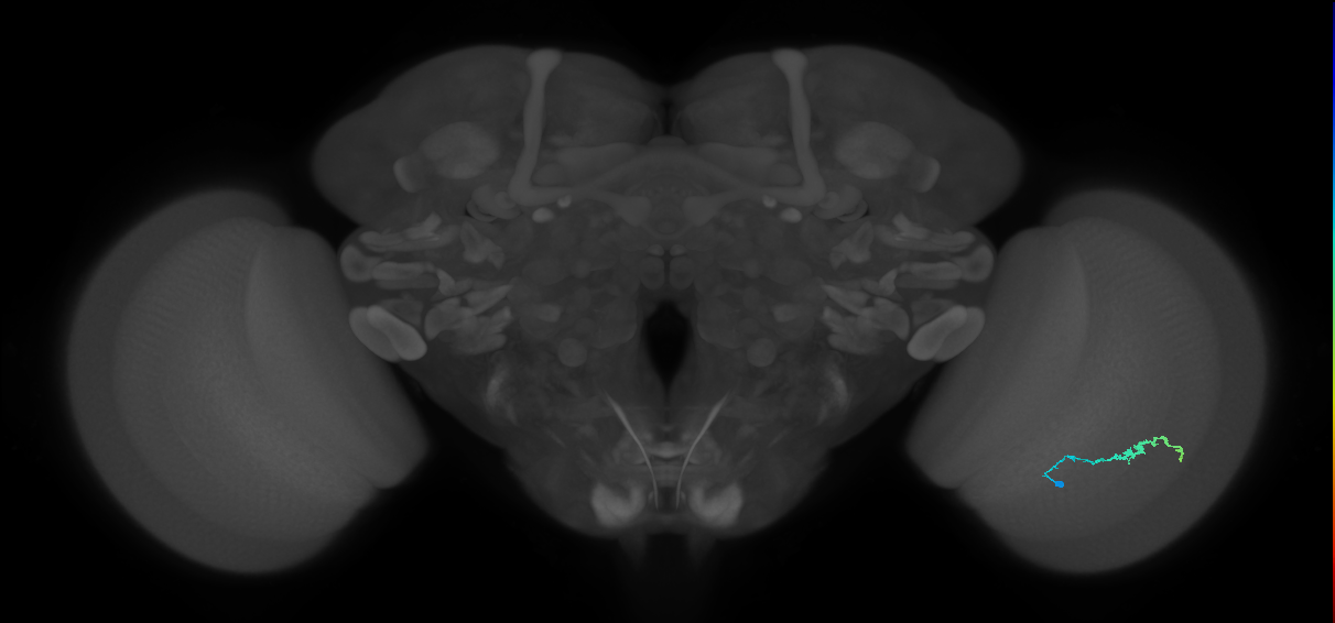 Dm3b_R (JRC_OpticLobe:122227)