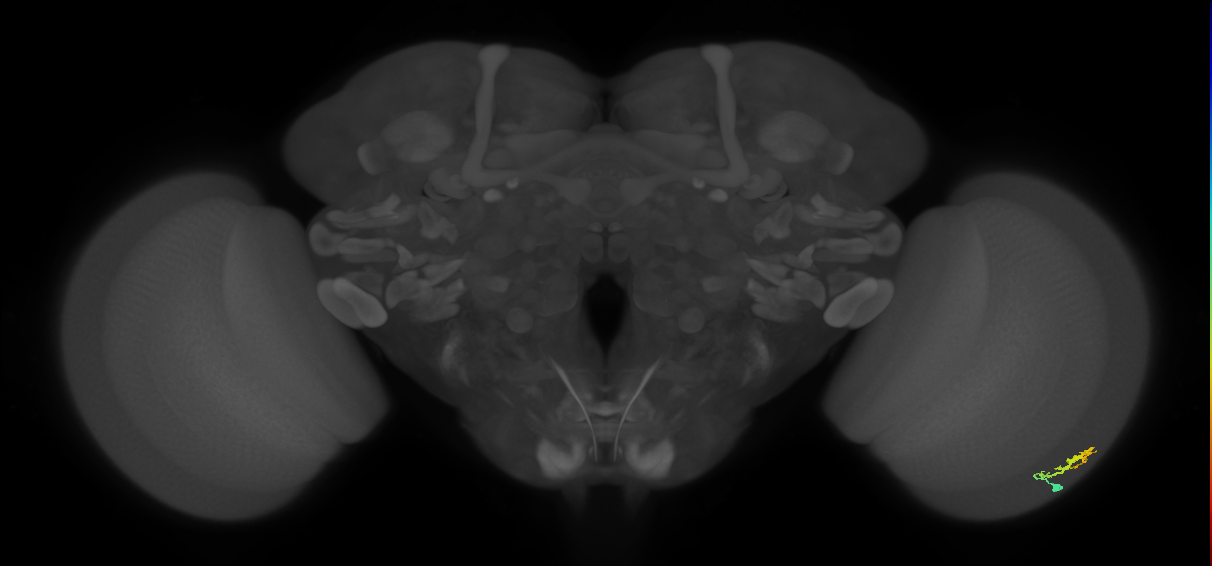 Dm3b_R (JRC_OpticLobe:98948)